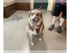 Australian Shepherd DOG FOR ADOPTION RGADN-1259010 - SCOUT - Australian Shepherd