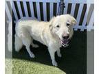 Great Pyrenees DOG FOR ADOPTION RGADN-1259016 - *NELLY - Great Pyrenees (medium