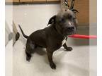 American Pit Bull Terrier DOG FOR ADOPTION RGADN-1259020 - *CANNONBALL - Pit