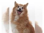 Pomeranian DOG FOR ADOPTION RGADN-1259030 - JONES - Pomeranian (medium coat) Dog