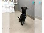 Labrador Retriever Mix DOG FOR ADOPTION RGADN-1259043 - JAX - Labrador Retriever