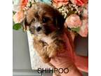 Shih-Poo Puppy for sale in Locust, NC, USA