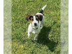 Dachshund-Jack Russell Terrier Mix DOG FOR ADOPTION RGADN-1259057 - Jill-in