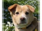 Pembroke Welsh Corgi Mix DOG FOR ADOPTION RGADN-1259081 - Bailey - Corgi / Mixed