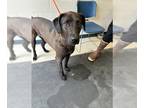 Labrador Retriever Mix DOG FOR ADOPTION RGADN-1259093 - OLIVER - Labrador