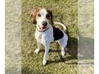 Treeing Walker Coonhound Mix DOG FOR ADOPTION RGADN-1259107 - Reba - Treeing