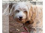 Spaniel Mix DOG FOR ADOPTION RGADN-1259121 - Darlene - Terrier / Spaniel / Mixed
