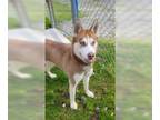 Mix DOG FOR ADOPTION RGADN-1259123 - Kiwi Calling all Husky Lovers in CT -
