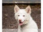 Siberian Husky Mix DOG FOR ADOPTION RGADN-1259133 - Britta - Siberian Husky /