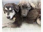 Anatolian Shepherd-Border Collie Mix DOG FOR ADOPTION RGADN-1259147 - BEBE -