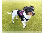 Rat Terrier Mix DOG FOR ADOPTION RGADN-1259148 - ELLIE - Rat Terrier / Mixed