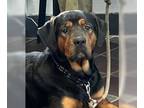 Rottweiler Mix DOG FOR ADOPTION RGADN-1259158 - Carter - Rottweiler / Mixed Dog
