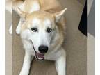 Mix DOG FOR ADOPTION RGADN-1259161 - Brutus GCH - Husky Dog For Adoption