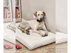 Greyhound DOG FOR ADOPTION RGADN-1259162 - Ghost - Greyhound / Great Dane (short