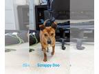 American Pit Bull Terrier-Dachshund Mix DOG FOR ADOPTION RGADN-1259172 - Scrappy