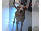 American Foxhound-Labrador Retriever Mix DOG FOR ADOPTION RGADN-1259185 -