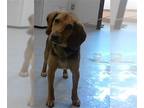 Beagle Mix DOG FOR ADOPTION RGADN-1259186 - A410375 - Beagle / Mixed (medium