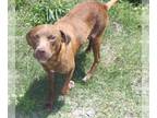 American Pit Bull Terrier Mix DOG FOR ADOPTION RGADN-1259189 - HERA - Pit Bull