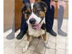 Bernese Mountain Dog-Staffordshire Bull Terrier Mix DOG FOR ADOPTION