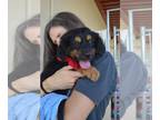 Cavalier King Charles Spaniel-Spaniel Mix DOG FOR ADOPTION RGADN-1259205 -