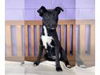 Labrador Retriever-Rat Terrier Mix DOG FOR ADOPTION RGADN-1259211 - **TOBY** -