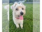 Wheaten Terrier Mix DOG FOR ADOPTION RGADN-1259225 - Brooke - Wheaten Terrier /