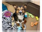 Australian Shepherd Mix DOG FOR ADOPTION RGADN-1259231 - GATOR - Australian