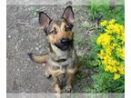 German Shepherd Dog Mix DOG FOR ADOPTION RGADN-1259233 - DAPHNE - German