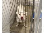 American Pit Bull Terrier DOG FOR ADOPTION RGADN-1259251 - POLAR - Pit Bull