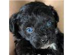 Mutt Puppy for sale in Burkesville, KY, USA