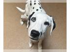 Dalmatian DOG FOR ADOPTION RGADN-1259262 - MARSHALL - Dalmatian (medium coat)