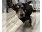 Pembroke Welsh Corgi Mix DOG FOR ADOPTION RGADN-1259271 - RECHY - Pembroke Welsh