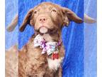 Retriever Mix DOG FOR ADOPTION RGADN-1259286 - Faye Curly - Retriever / Terrier