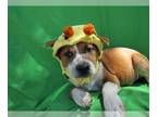 Bedlington Terrier-Labrador Retriever Mix DOG FOR ADOPTION RGADN-1259287 -
