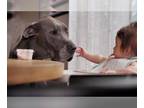 Great Dane DOG FOR ADOPTION RGADN-1259292 - Max - Great Dane Dog For Adoption