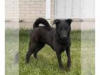 Chow Chow-Labrador Retriever Mix DOG FOR ADOPTION RGADN-1259299 - **SUNNY** -