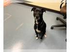 Labrador Retriever-Whippet Mix DOG FOR ADOPTION RGADN-1259312 - LILY - Whippet /