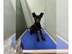 Labrador Retriever Mix DOG FOR ADOPTION RGADN-1259314 - *PEARL - Labrador