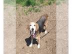 Beagle DOG FOR ADOPTION RGADN-1259319 - TRIXIE - Beagle (medium coat) Dog For