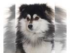 Huskies -Pomeranian Mix DOG FOR ADOPTION RGADN-1259323 - *JINXIE - Husky /