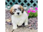 Bichon Frise Puppy for sale in Vandalia, IL, USA