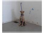 Chinese Shar-Pei-Mastiff Mix DOG FOR ADOPTION RGADN-1259358 - BOLT - Chinese