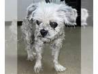 Shih Tzu DOG FOR ADOPTION RGADN-1259383 - EDNA - Shih Tzu (medium coat) Dog For