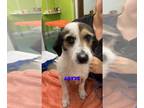 Pembroke Welsh Corgi Mix DOG FOR ADOPTION RGADN-1259395 - LOUIE - Terrier /