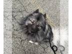 Keeshond DOG FOR ADOPTION RGADN-1259400 - Chili NJ - Keeshond Dog For Adoption