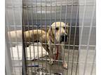 Labrador Retriever DOG FOR ADOPTION RGADN-1259401 - ARLO - Labrador Retriever