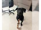 Great Dane-Labrador Retriever Mix DOG FOR ADOPTION RGADN-1259404 - ROCCO -