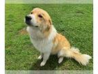 Great Pyrenees Mix DOG FOR ADOPTION RGADN-1259412 - THOM - Great Pyrenees /