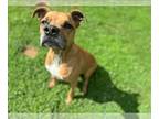 Boxer-Catahoula Leopard Dog Mix DOG FOR ADOPTION RGADN-1259413 - KEETA -