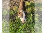 American Staffordshire Terrier DOG FOR ADOPTION RGADN-1259416 - KT - American